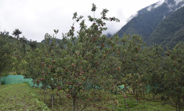 बगैँचामा स्याउ लटरम्म, किसानलाई बजारको चिन्ता