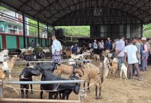 Photo of चाडपर्व नजिकिएसँगै धरानमा खसीबोकाको कारोबार बढ्यो