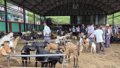 Photo of चाडपर्व नजिकिएसँगै धरानमा खसीबोकाको कारोबार बढ्यो