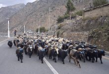 Photo of हिउँ छिचोल्दै एक हजार भेडाच्याङ्ग्रा मुस्ताङ आइपुगे