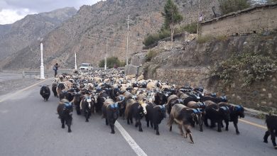 Photo of हिउँ छिचोल्दै एक हजार भेडाच्याङ्ग्रा मुस्ताङ आइपुगे