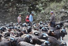 Photo of रेशमी मार्गको विरासत धानेको च्याङ्ग्रा व्यापार
