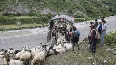Photo of सहरको स्वादका लागि छुट्छ हिमालको दसैँ–तिहार