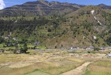 Photo of दसैँको चहलपहल बढे पनि बाजुराका किसान धान भित्र्याउन व्यस्त