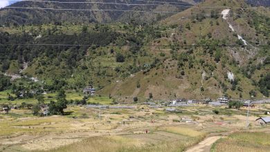 Photo of दसैँको चहलपहल बढे पनि बाजुराका किसान धान भित्र्याउन व्यस्त