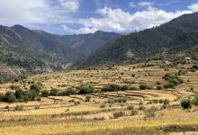 Photo of जुम्लामा मार्सीधान काट्ने चटारो