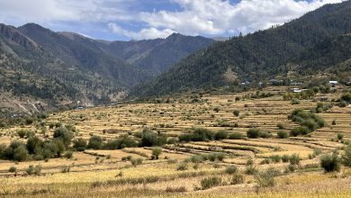 Photo of जुम्लामा मार्सीधान काट्ने चटारो