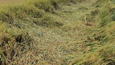 Photo of निरन्तर वर्षाले खेतमा पाकेको धान ढलेपछि…