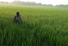Photo of धानबालीमा रोग–कीराको समस्या ः किसान चिन्तित