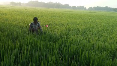 Photo of धानबालीमा रोग–कीराको समस्या ः किसान चिन्तित