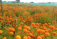 Photo of कृषि जेटिएको फूलखेती