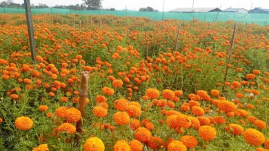 Photo of कृषि जेटिएको फूलखेती