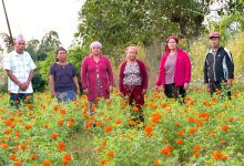 Photo of सामूहिक प्रयासमा फूलखेती